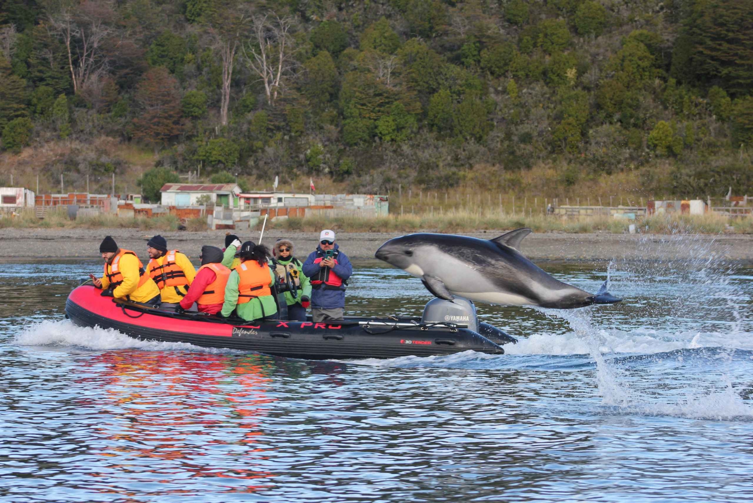 Punta Arenas: Austral Dolphin & Wildlife Watching Rejs wycieczkowy