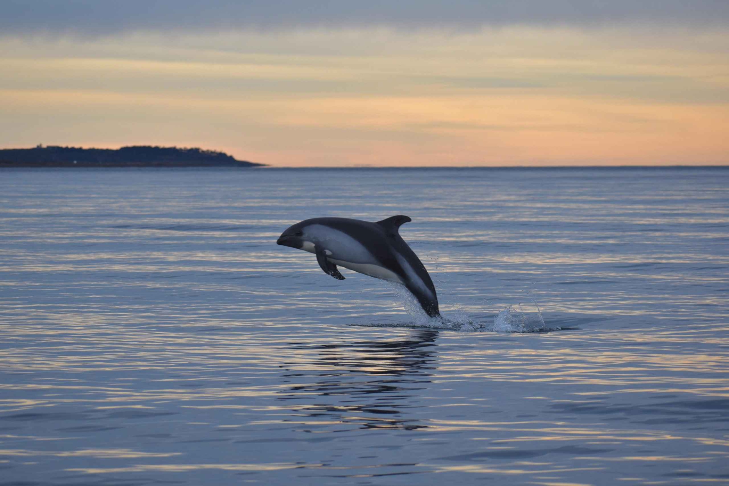 Punta Arenas: Austral Dolphin & Wildlife Watching Rejs wycieczkowy