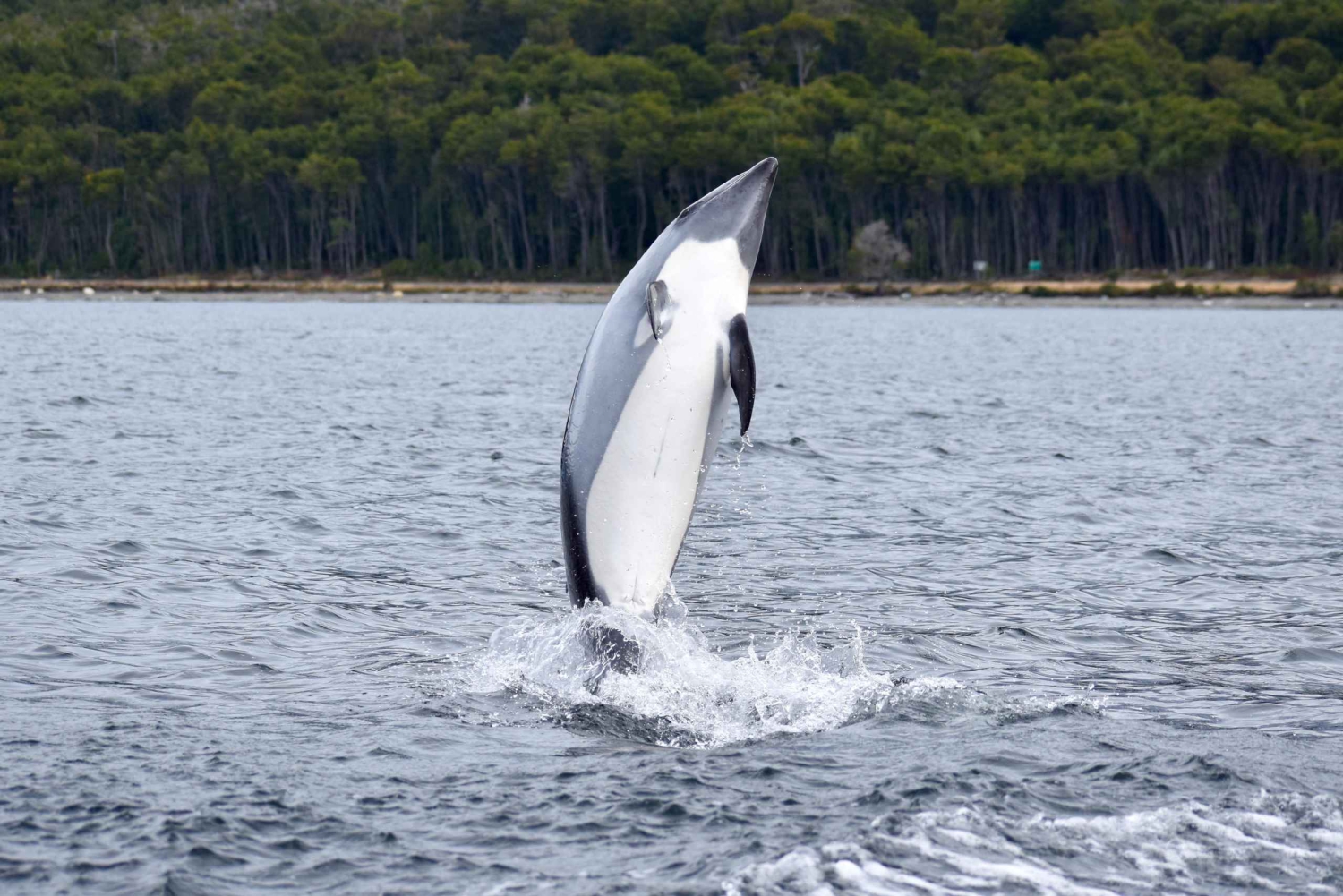 Punta Arenas: Austral Dolphin & Wildlife Watching Rejs wycieczkowy