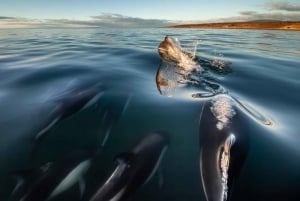 Punta Arenas: Austral Dolphin & Wildlife Watching Rejs wycieczkowy