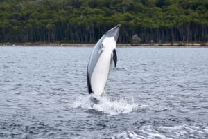 Punta Arenas: Austral Dolphin & Wildlife Watching Rejs wycieczkowy