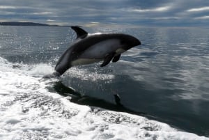 Punta Arenas: Austral Dolphin & Wildlife Watching Rejs wycieczkowy