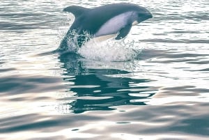 Punta Arenas: Austral Dolphin & Wildlife Watching Rejs wycieczkowy