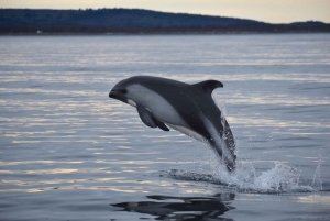 Punta Arenas: Austral Dolphin & Wildlife Watching Rejs wycieczkowy