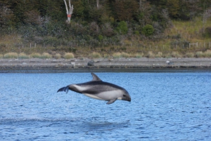 Punta Arenas: Austral Dolphin & Wildlife Watching Rejs wycieczkowy