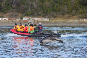 Punta Arenas: Austral Dolphin & Wildlife Watching Rejs wycieczkowy