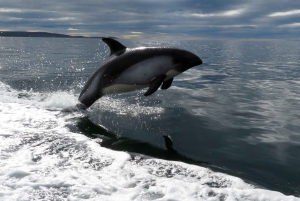 Punta Arenas: Austral Dolphin & Wildlife Watching Rejs wycieczkowy