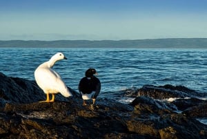 Punta Arenas: Fort Bulnes Historical Tour