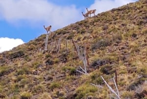 Punta Arenas: Park Wulkaniczny Pali Aike – Druga Patagonia