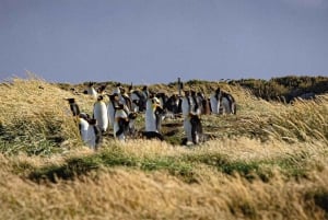 Punta Arenas: Full Day Tierra del Fuego & King Penguins