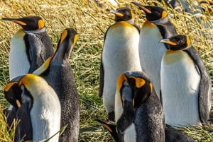 Punta Arenas: Full Day Tierra del Fuego & King Penguins