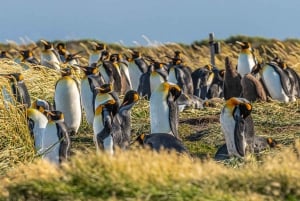 Punta Arenas: Full Day Tierra del Fuego & King Penguins