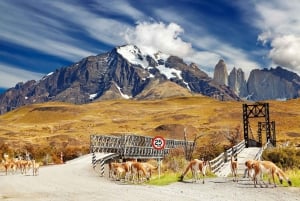 Punta Arenas: Giornata intera Torres del Paine + Grotta di Milodon