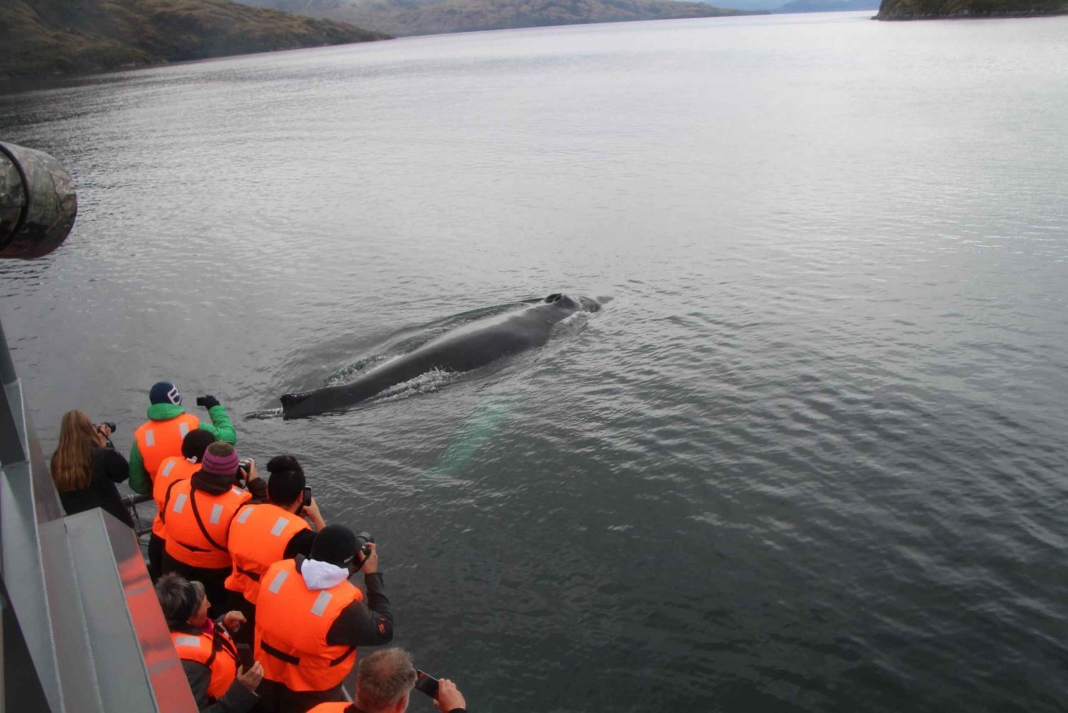 Punta Arenas: Full-Day Whales, Penguins, and Glaciers Tour