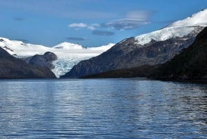 Punta Arenas: Tour de día completo a Ballenas, Pingüinos y Glaciares