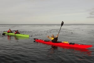 Punta Arenas: Kayaking Trip with Wildlife