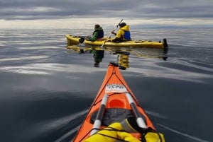 Punta Arenas: Kayaking Trip with Wildlife