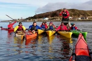 Punta Arenas: Kayaking Trip with Wildlife