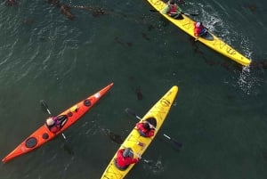 Punta Arenas: Kayaking Trip with Wildlife