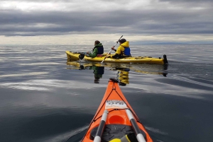 Punta Arenas: Viaje en Kayak con Vida Silvestre