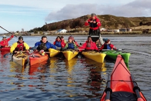 Punta Arenas: Viaje en Kayak con Vida Silvestre