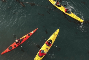 Punta Arenas: Viaje en Kayak con Vida Silvestre