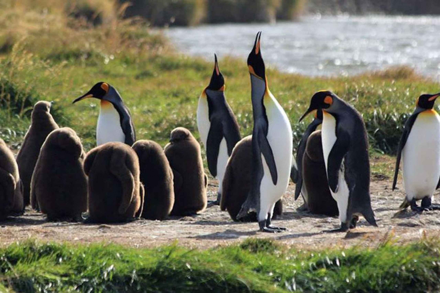 Punta Arenas : Parc des manchots royaux et excursion en Terre de Feu