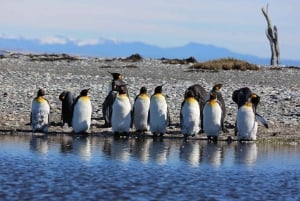 Punta Arenas: Königspinguinpark und Feuerlandreise