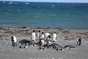 Punta Arenas: Kuningaspingviinipuisto ja Tierra del Fuegon retki