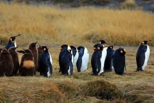 Punta Arenas: Parque Pingüino Rey y Viaje a Tierra del Fuego