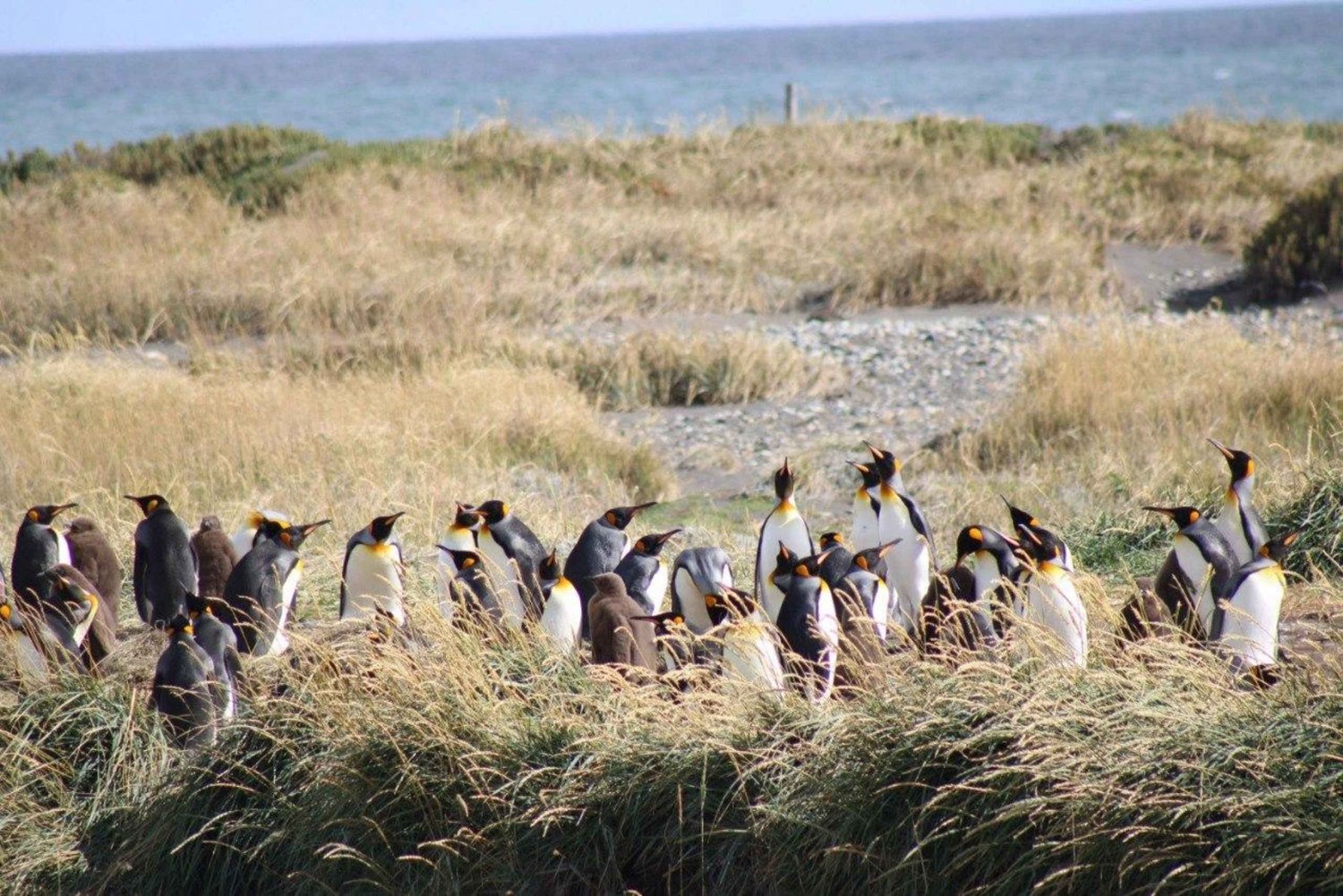 Punta Arenas: Excursión Pingüino Rey y Tierra del Fuego