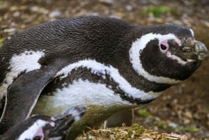 Punta Arenas: Kongepingvin- og Ildlandet-tur