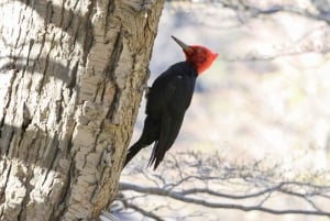 Punta Arenas: Kongepingvin- og Ildlandet-tur