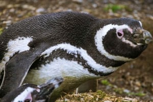 Punta Arenas : Excursion au manchot royal et à la Terre de Feu