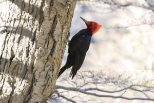 Punta Arenas : Excursion au manchot royal et à la Terre de Feu