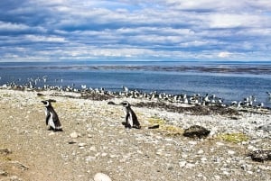 Punta Arenas: Magdalena Marta Islands Boat Tour Summer only