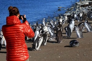 Punta Arenas: Magdalena Marta Islands Boat Tour Summer only