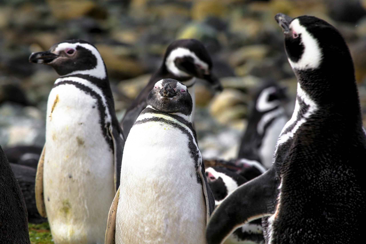 Punta Arenas: Navigering på Magdalenaön och promenad med pingviner