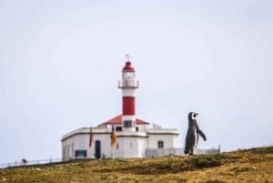 Punta Arenas: Magdalena eiland navigatie & wandeling met pinguïns