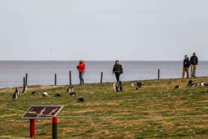 Punta Arenas: Magdalena eiland navigatie & wandeling met pinguïns