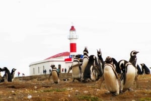 Punta Arenas: Navigazione dell'Isola Magdalena e passeggiata con i pinguini