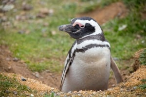 Punta Arenas: Magdalena Island Navigation & Penguin Walk