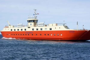 Punta Arenas: Magdalena Island - Pingviner og fyrtårnvandring