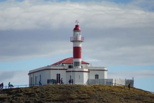Punta Arenas: Magdalena Island - Pingviner og fyrtårnvandring