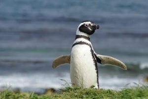 Punta Arenas: Magdalena Island - Pingviner og fyrtårnvandring