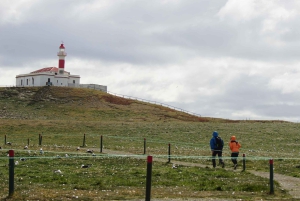 Punta Arenas: Magdalena Island - Pingviner og fyrtårnvandring