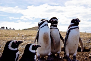 Пунта-Аренас: экскурсия на лодке по островам Магдалена с октября по март