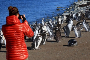 Пунта-Аренас: экскурсия на лодке по островам Магдалена с октября по март