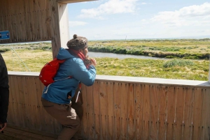 Punta Arenas: Tierra del Fuego and King Penguins