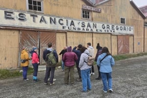 Punta Arenas: Tierra del Fuego and King Penguins